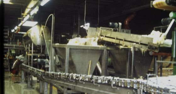 Gedney factory line processing sauerkraut