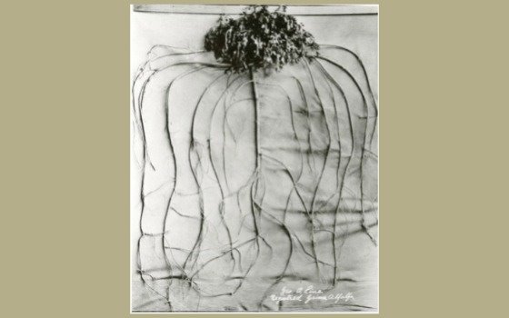 Alfalfa plant in 1894 with extensive root system