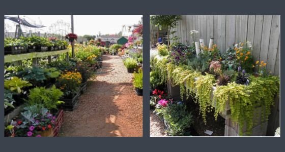 Rows of plants for sale in the Garden Center