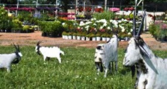 Metal goats on display in the garden center