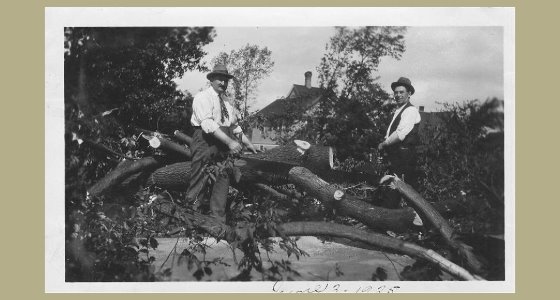 Two men sitting on big tree branches
