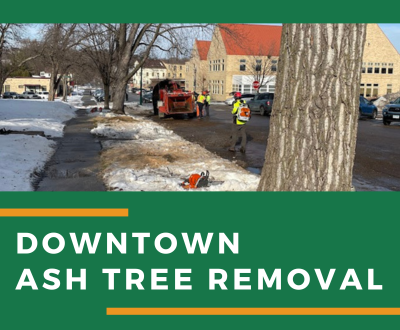 Downtown Ash Tree Removal News Flash